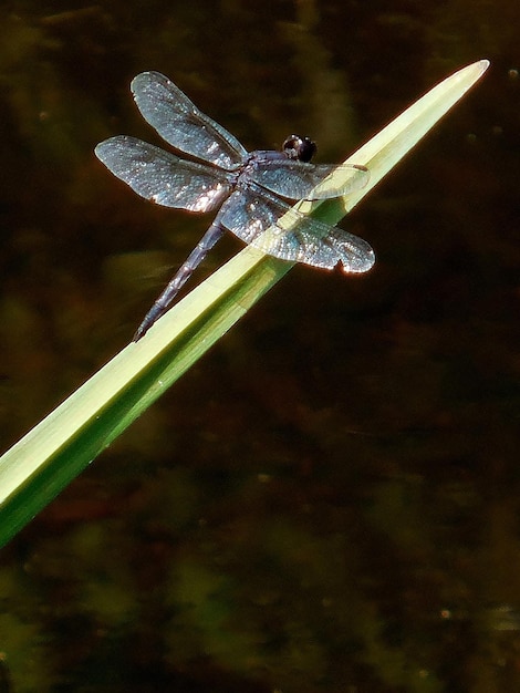 Foto prossimo piano della libellula sulla pianta