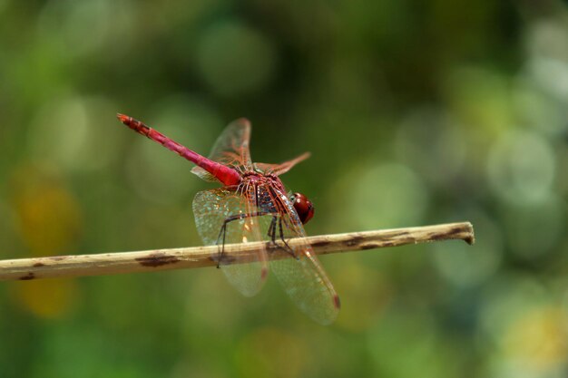 Close-up of dragonfly on plant