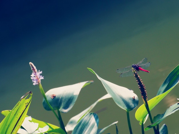 close-up of dragonfly on plant