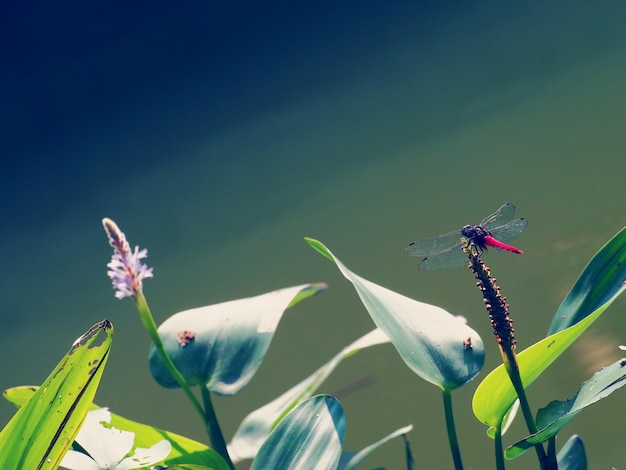 Photo close-up of dragonfly on plant