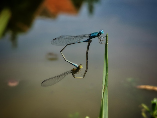 Close-up of dragonfly on plant