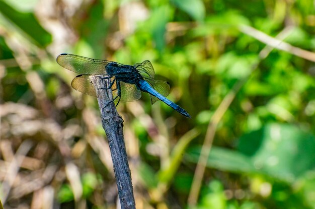 Foto prossimo piano della libellula sulla pianta