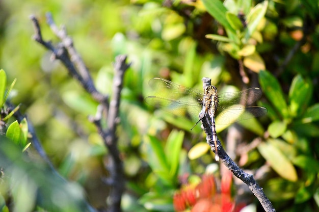 Foto prossimo piano della libellula sulla pianta