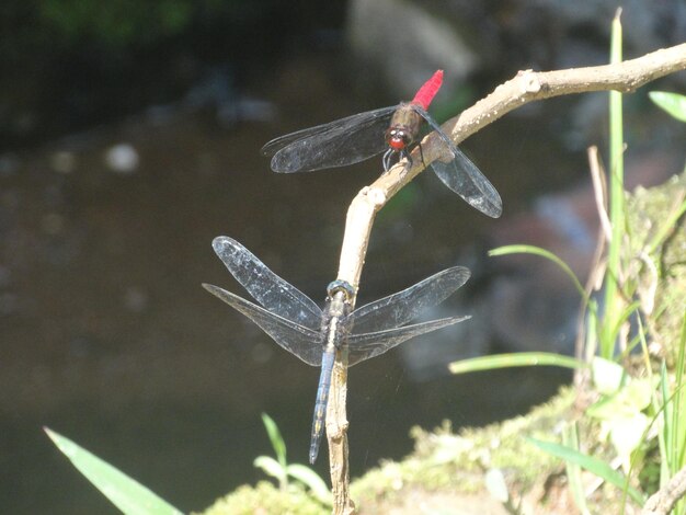 Close-up of dragonfly on plant