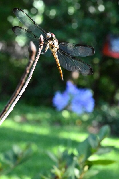 Close-up of dragonfly on plant