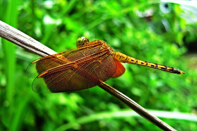 Close-up of dragonfly on plant