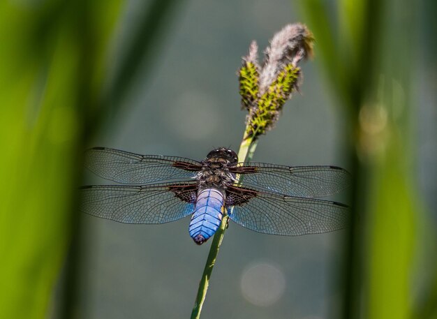 Close-up of dragonfly on plant