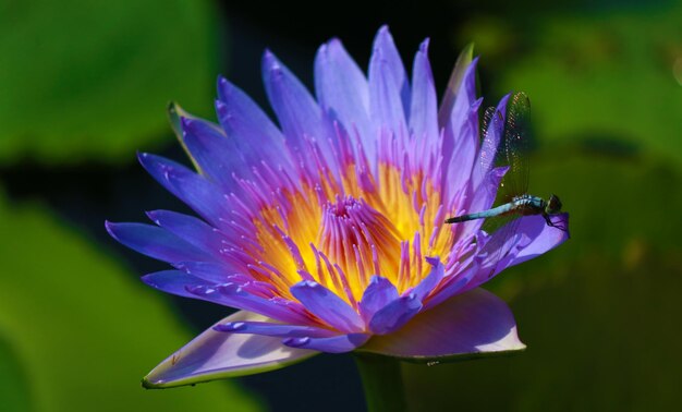 Foto close-up di libellula su un fiore viola in fiore nel parco
