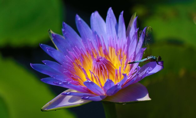 Photo close-up of dragonfly on purple flower blooming in park