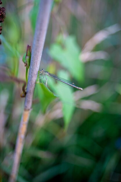 Close-up of dragonfly on reed stalk