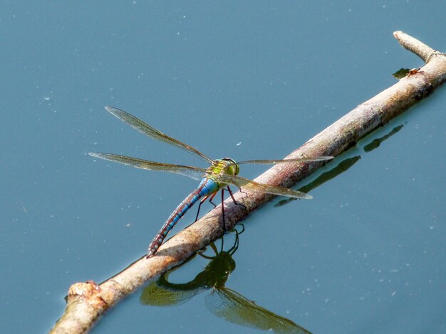 Close-up of dragonfly on rock in lake