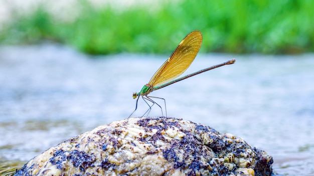 Close up dragonfly on a rock in stream river background