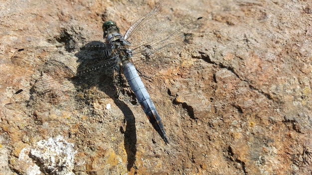 Foto prossimo piano della libellula sulla roccia