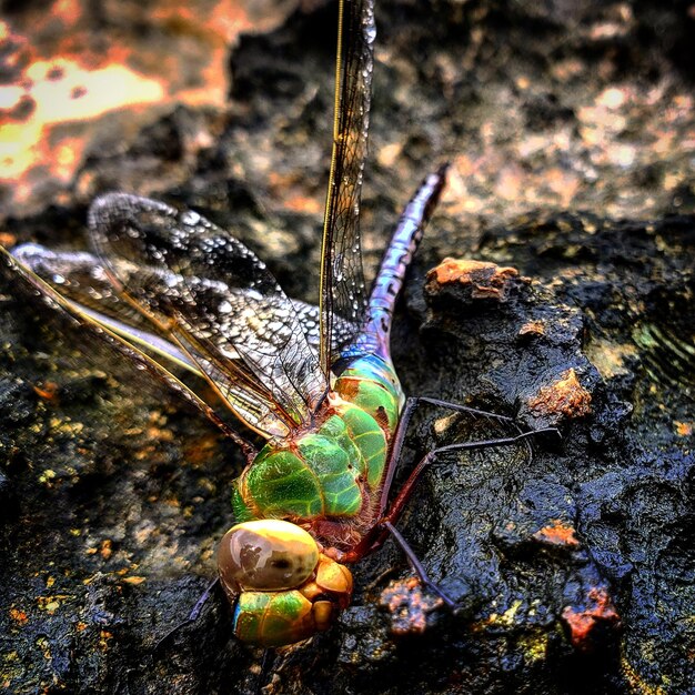 Foto prossimo piano della libellula sulla roccia