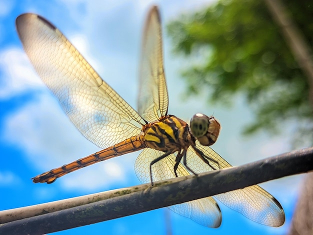 close-up dragonfly sitting on a branch