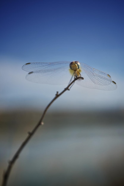 Foto prossimo piano di una libellula su un ramo