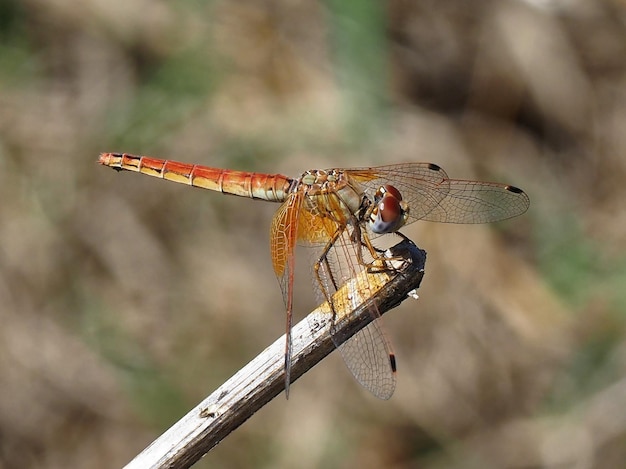 Photo close-up of dragonfly on twig