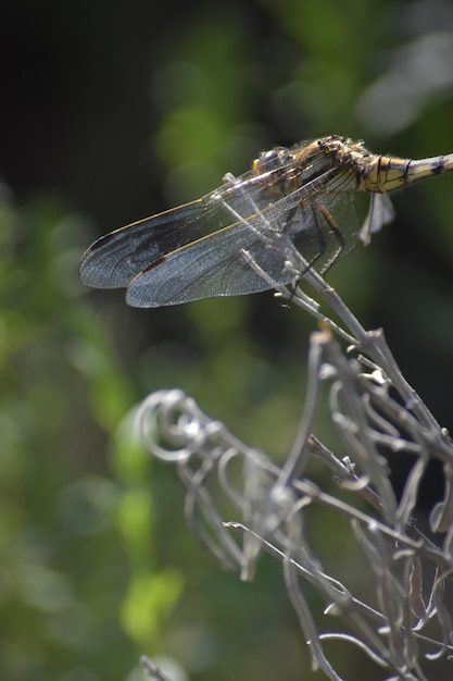 Photo close-up of dragonfly on twig