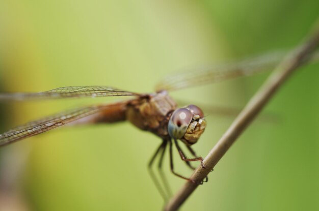 Close-up of dragonfly on twig