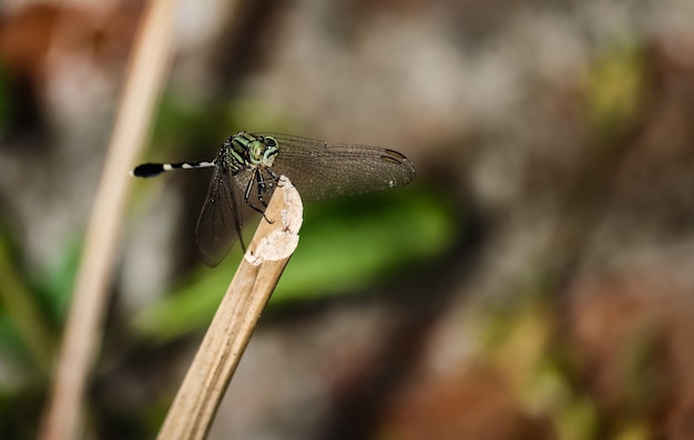 Photo close-up of dragonfly on twig