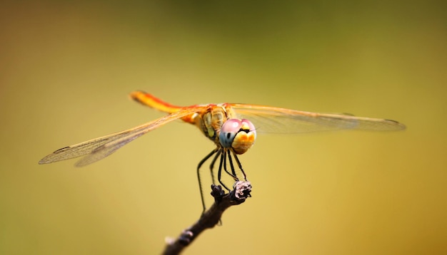 Close-up of dragonfly on twig