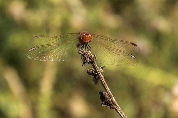 Close-up of dragonfly on twig