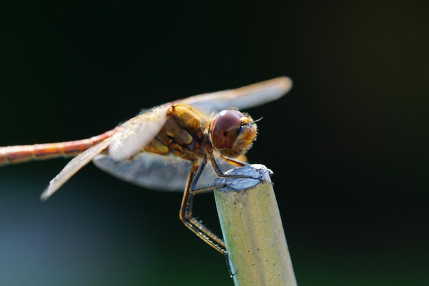 Photo close-up of dragonfly on twig