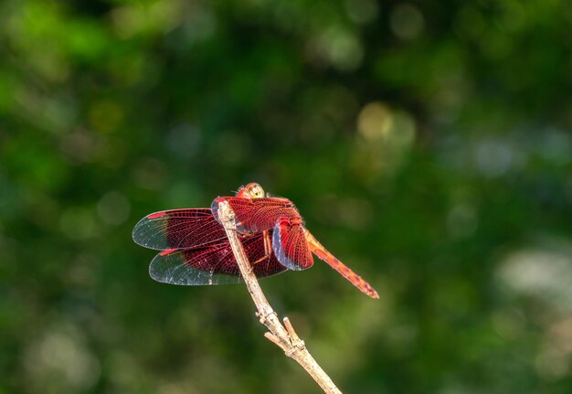 Foto prossimo piano di una libellula su un ramo