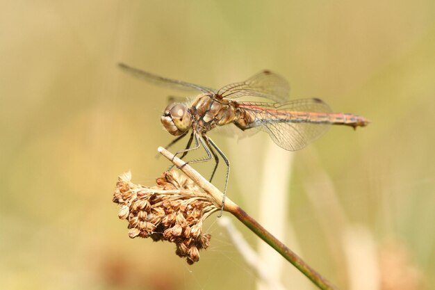 Foto prossimo piano di una libellula su un ramo