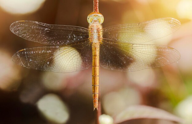 Close-up of dragonfly on twig