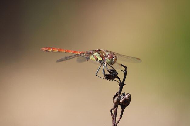 Foto prossimo piano di una libellula su un ramo