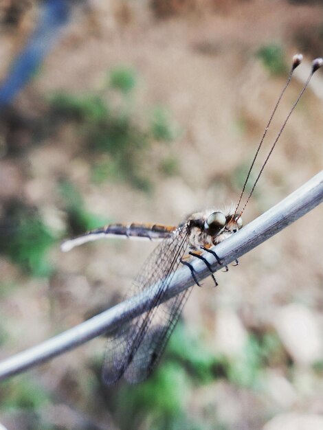 Close-up of dragonfly on twig