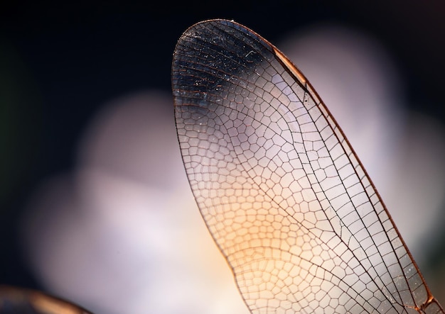 Foto un primo piano di un'ala di libellula