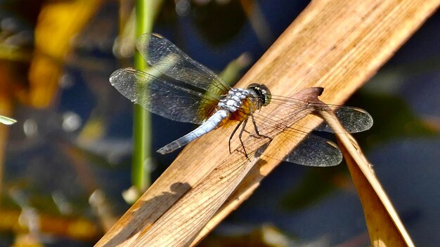 Close-up of dragonfly on wood