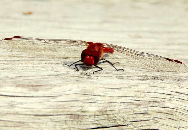 Photo close-up of dragonfly on wood