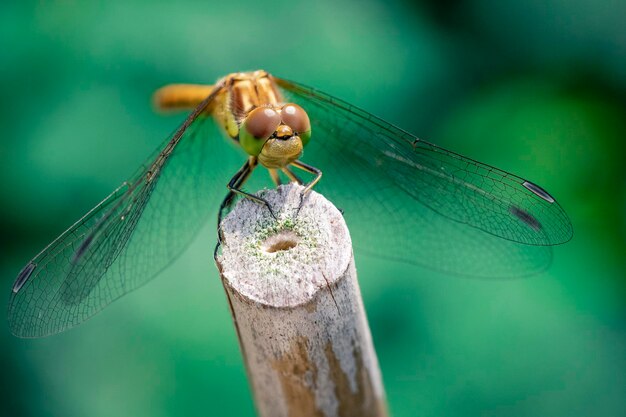 Close-up of dragonfly on wooden post