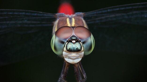 Close-up of dragonfly