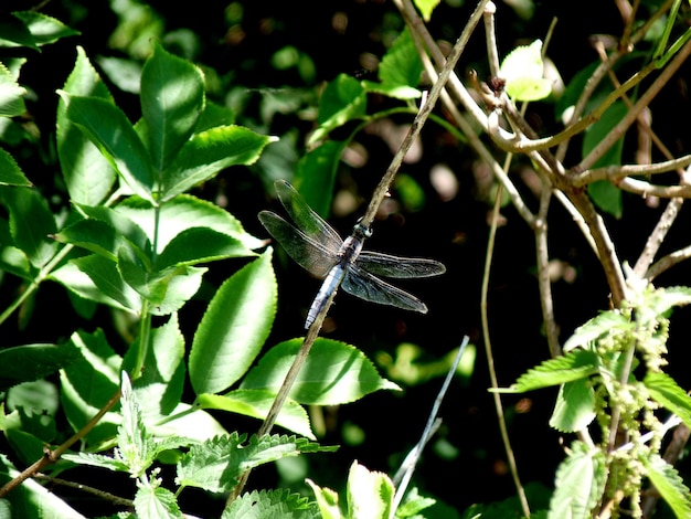 Photo close-up of dragonfly