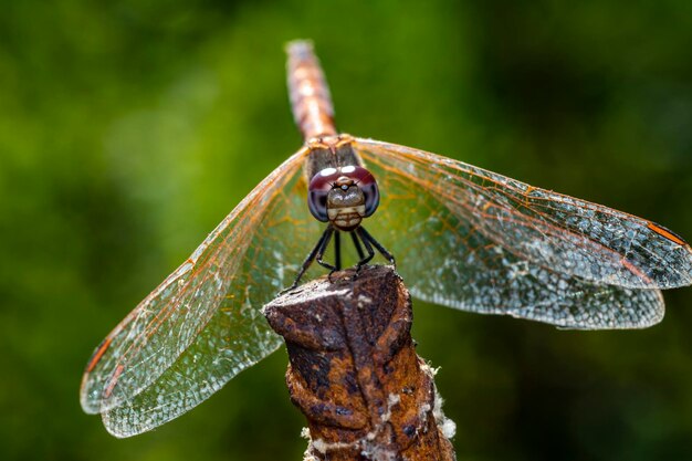 Foto prossimo piano della libellula