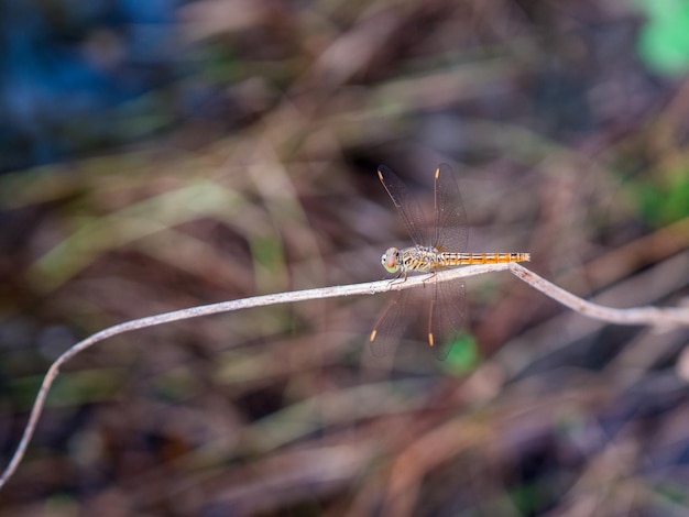 Photo close-up of dragonfly