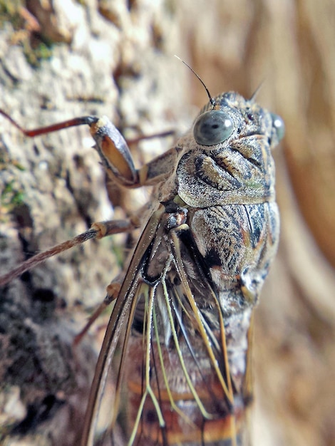 Photo close-up of dragonfly