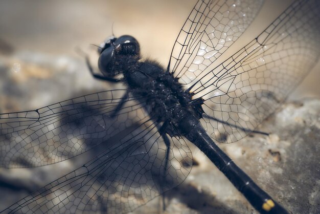 Photo close-up of dragonfly