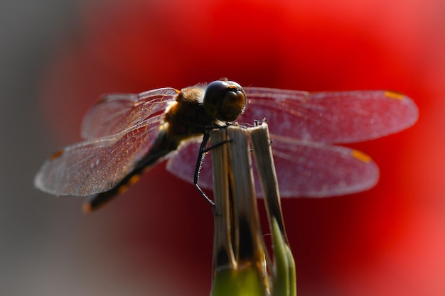 Photo close-up of dragonfly