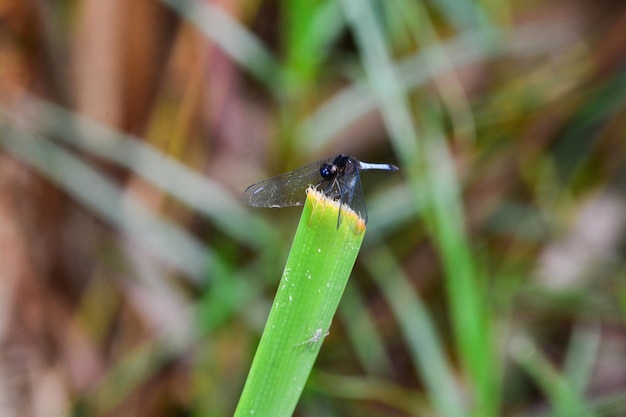 Photo close-up of a dragonfly