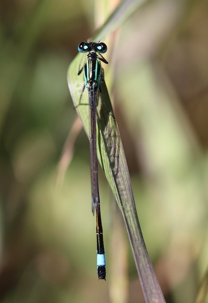 Photo close-up of dragonfly