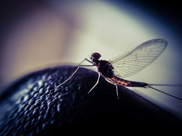 Photo close-up of dragonfly