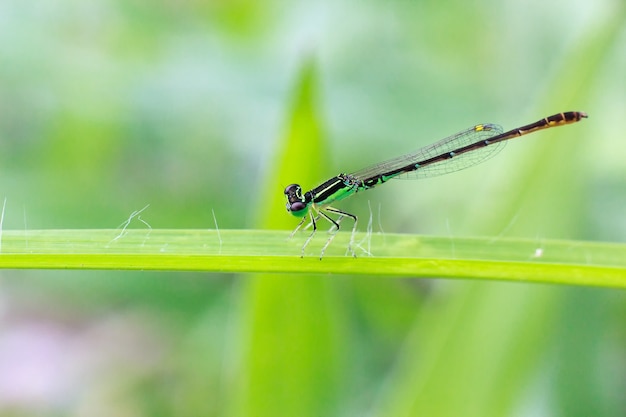 Close-up dragonfly