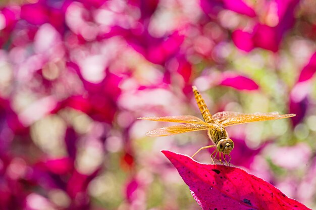 Close up of Dragonfly