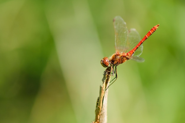 Close up of dragonflyVagrant darter