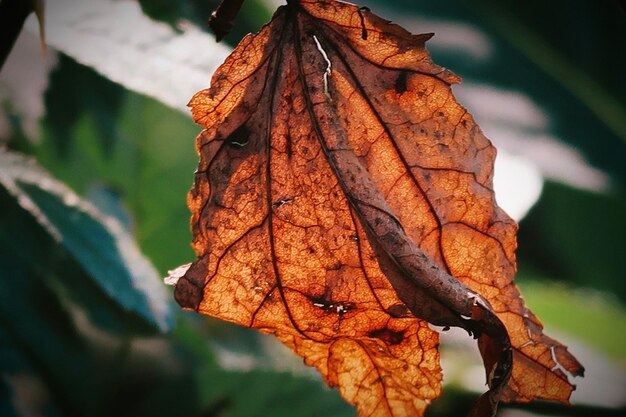 Close-up of dried autumn leaf